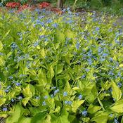 Brunnera 'Diane's Gold' (2L pot)