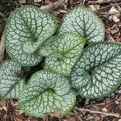 Brunnera 'Jack of Diamonds' (2L pot)