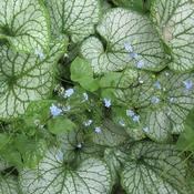 Brunnera macrophylla 'Jack Frost' ® (2L pot) image