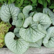 Brunnera 'Mega Heart' (3L pot) image