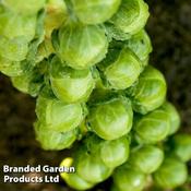 Brussels Sprout 'Cryptus' F1 (8) image