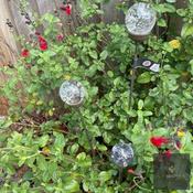 Bubble Ball Cluster