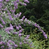 Buddleja 'Unique' (3L pot) image