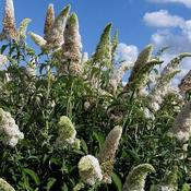 Buddleja 'White Bouquet' (2L pot) image