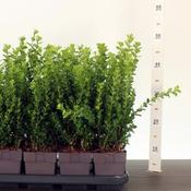 Buxus 'Newgen® Freedom' (13cm pot) image