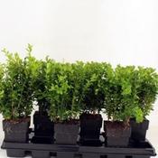Buxus sempervirens (11cm pot)