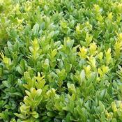 Buxus sempervirens 6 pack (9cm pots) image