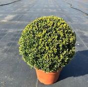 Buxus sempervirens 40cm ball (10L pot)