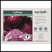 Cabbage (Round) Red Rookie F1 image