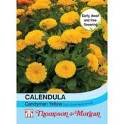 Calendula 'Candyman' Yellow (100) image