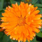 Calendula 'Powerdaisy Tango' (2L pot) image