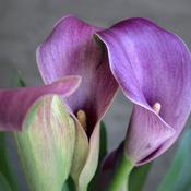 Calla 'Grape Velvet'® (2L pot) image