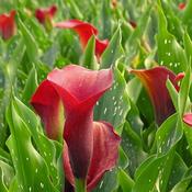 Calla 'Royal Valentine' (2L pot) image