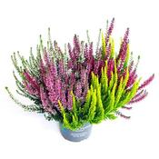Calluna 'Beauty Ladies Quattro' (12cm pot)