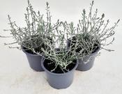 Calocephalus 'Challenge' (10.5cm pot) image