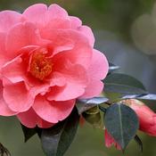 Camellia japonica 'Adolphe Audusson' (3L pot) image