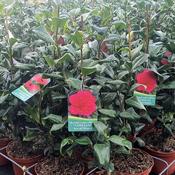 Camellia Japonica 'Ace Of Hearts' (3L pot) image