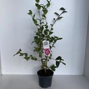 Camellia williamsii 'Debbie' (3.5L pot) image