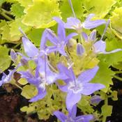 Campanula 'Dickson's Gold' (9cm pot)