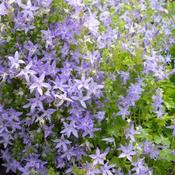 Campanula garganica (9cm pot)