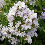 Campanula 'Loddon Anna' (2L pot) image