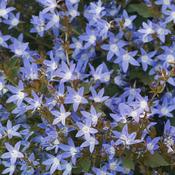 Campanula 'Major' (9cm pot)