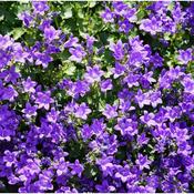 Campanula muralis (2L pot) image