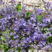 Campanula portenschlagiana (9cm pot) image