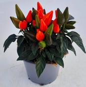 Capsicum 'Salsa Deep Orange' (10.5cm pot) image