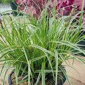 Carex 'Feather Falls' (2L pot)