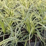 Carex morowii 'Feather Falls' (1L pot)