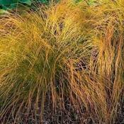 Carex 'Prairie Fire' (1L pot) image