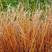 Carex 'Prairie Fire' (2L pot)