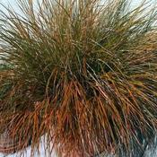 Carex testacea (9cm pot)