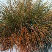 Carex Testacea (3L pot) image
