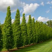 Carpinus Betulus 'Frans Fontaine' (12L pot) image