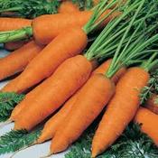 Carrot Chantenay Red Cored 2 image