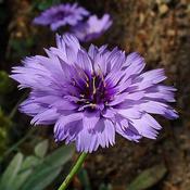 Catananche caerulea (2L pot) image