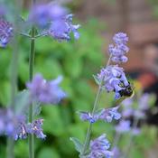 Catmint (9cm pot) image