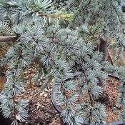 Cedrus libani 'Glauca' (23L pot) image
