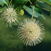 Cephalanthus occidentalis (2.3L pot)