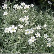 Cerastium tomentosum (9cm pot)
