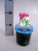 Ceratophyllum demersum (Beaker pot)