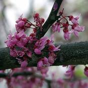 Cercis 'Forest Pansy' (43L pot)