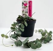 Ceropegia woodii (12cm pot) image