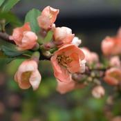 Chaenomeles 'Geisha Girl' (3L pot) image