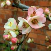 Chaenomeles 'Moerloosie' (3L pot)