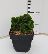 Chamaecyparis 'Nana Gracilis' (2L pot) image