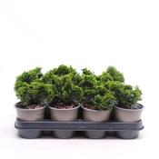 Chamaecyparis obtusa 'Nana Gracilis' (11cm pot)