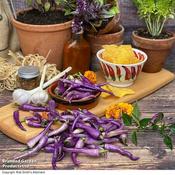 Chilli Capsicum annuum Buena Mulata (8)